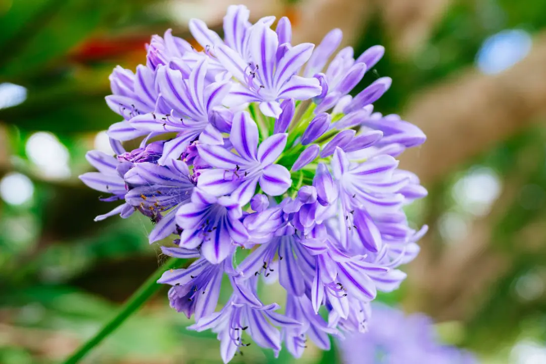 l’agapanthe qui fleurit partout, même en hiver rigoureux