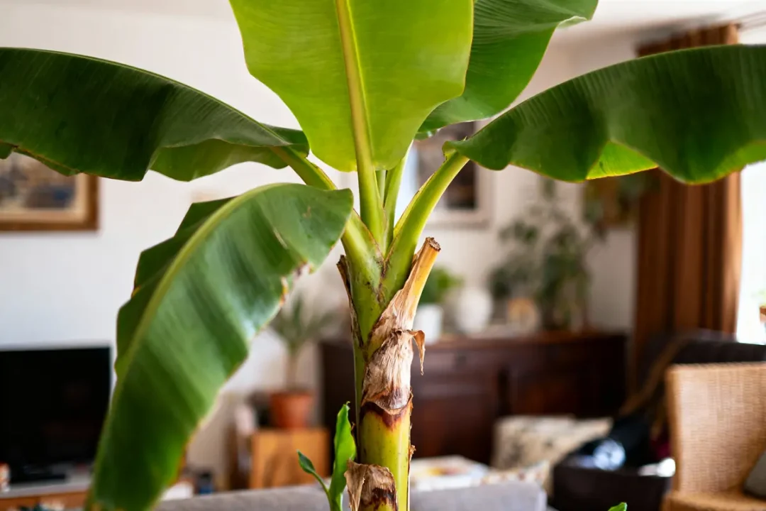 Plante de bananier avec grandes feuilles vertes dans un salon lumineux et décoré.