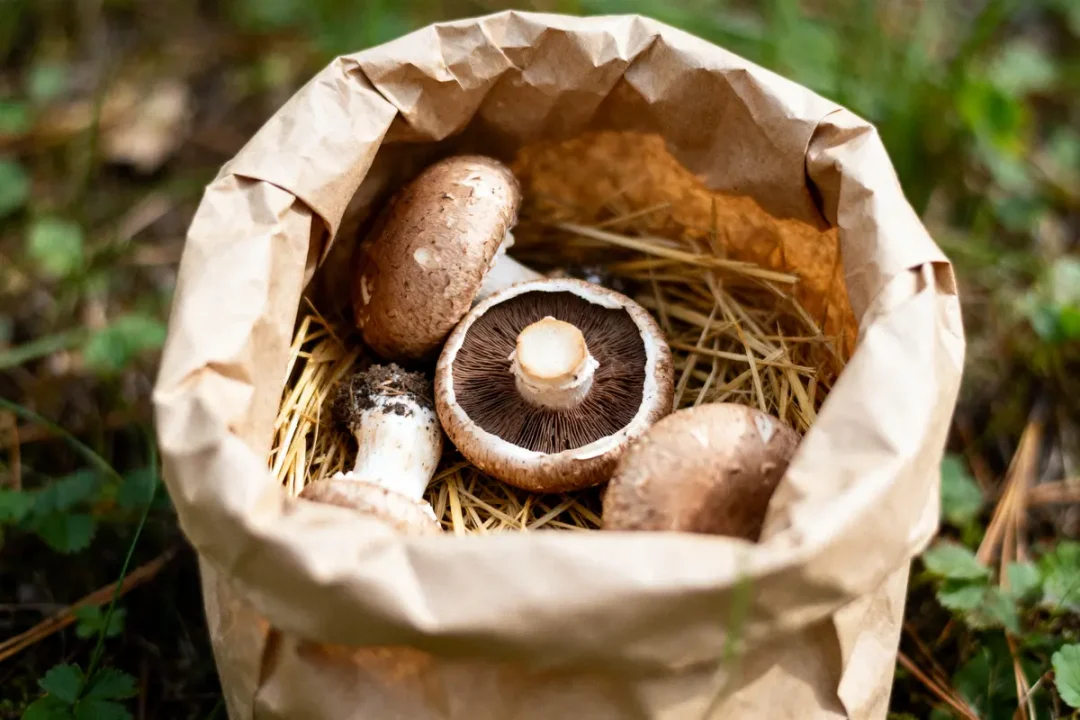 Sac en papier rempli de champignons frais sur un lit de paille, posé sur de l'herbe verte.
