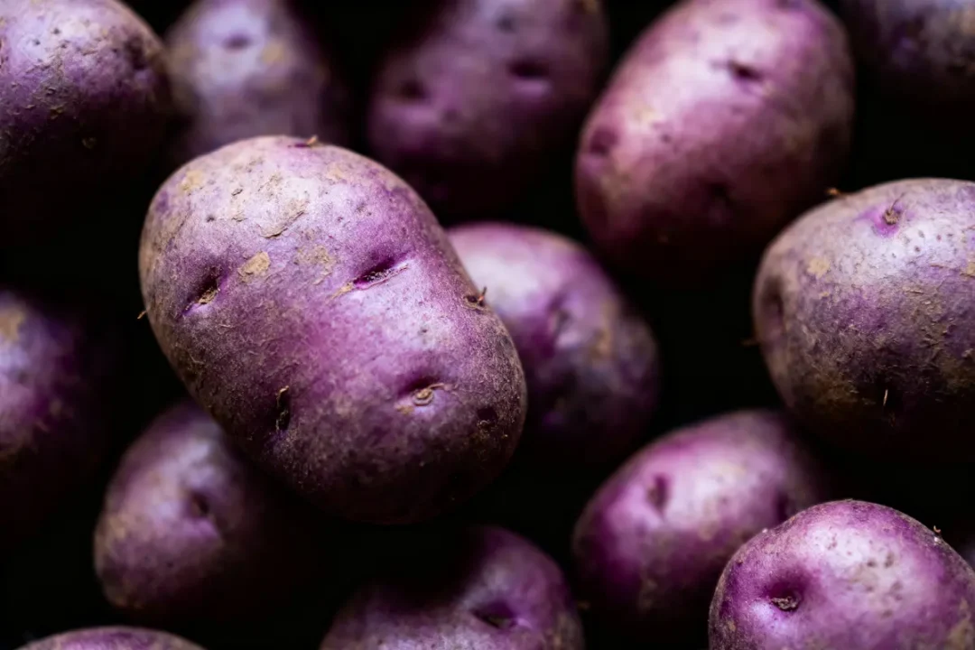 Pommes de terre violettes en gros plan, disposées de manière aléatoire sur fond sombre.