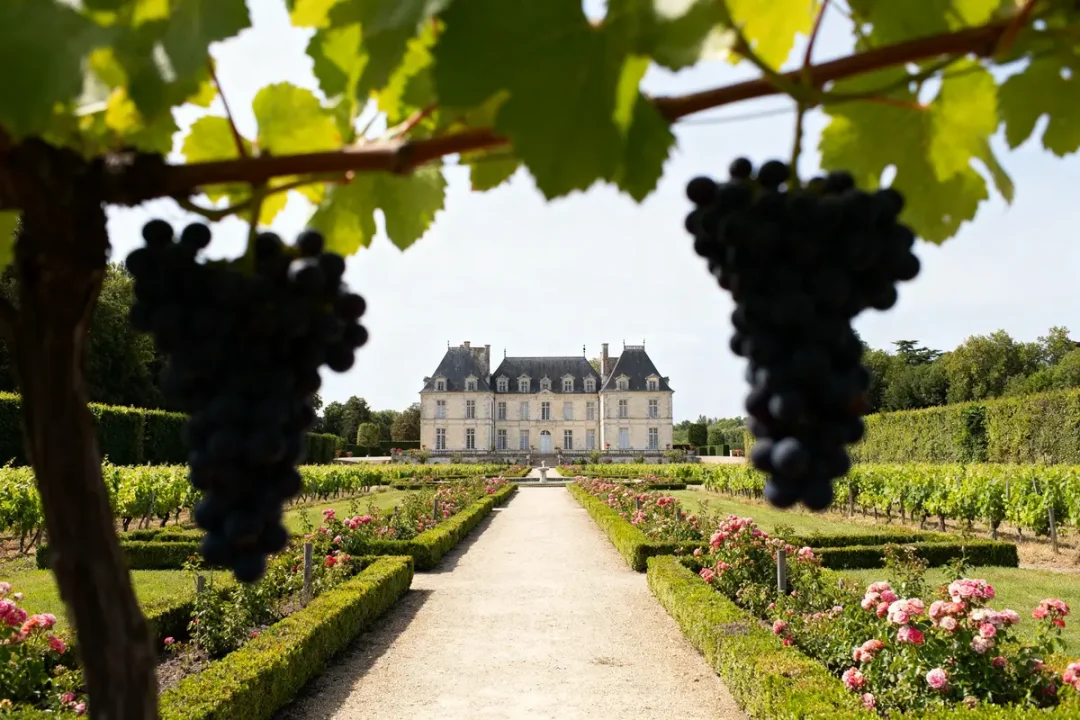 Vignoble avec raisins encadrant le Château Pape Clément majestueusement au loin
