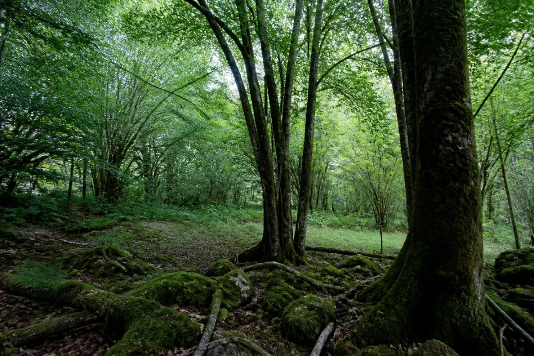 Forêt verdoyante avec arbres, mousses et lumière douce filtrant à travers le feuillage dense. Atmosphère paisible.